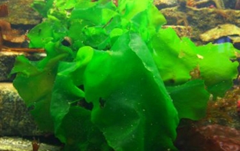 Agronomy and Utilization of Sea Lettuce (Ulva)
